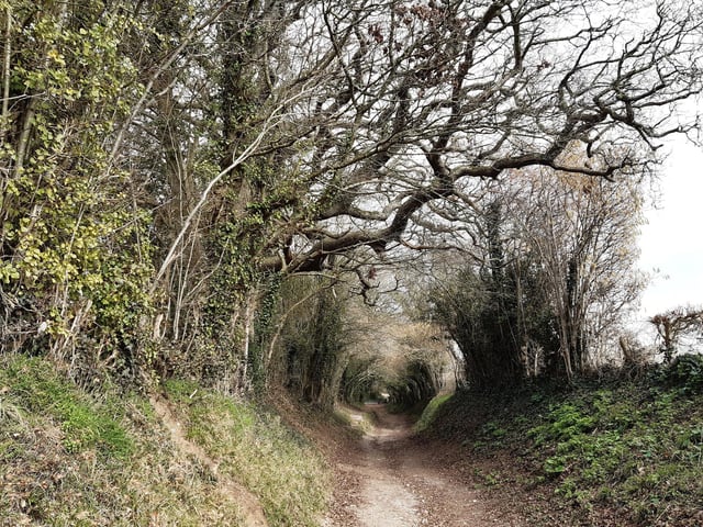 This magical tunnel of trees formed on what was the original Roman road between Chichester and London