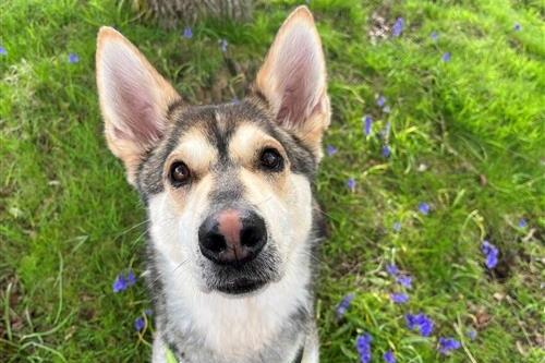 Koda is very affectionate, cheeky and playful, and is described by Raystede as a wise, gentle soul. He did not have the correct support, behaviourally or emotionally, during a critical time in his development, so he can be cautious of new people, lots of activity and loud noises. However, has grown in confidence and is much more willing to make friends. Koda struggles around other dogs and will vocalise this. It is likely away from kennels this will improve, however he will require some management and walks in quieter locations. He will need to be the only dog in the home at this stage. His breed type requires a high level of input to meet his needs for mental stimulation and activity levels. Koda will require a fun home in the countryside as the only pet with a secure, private garden.