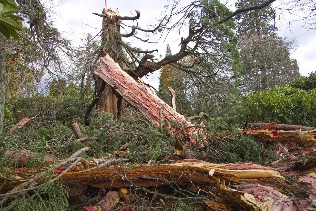 Sussex storms: was this giant redwood tree at Sheffield Park and Garden ...