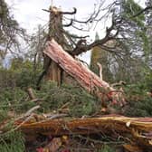 A giant redwood tree at Sheffield Park and Garden near Haywards Heath, appears to have been destroyed by lightning