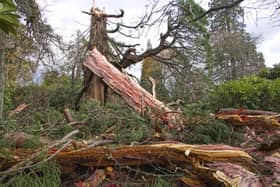 A giant redwood tree at Sheffield Park and Garden near Haywards Heath, appears to have been destroyed by lightning