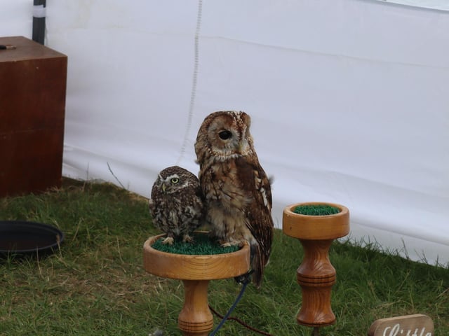 Rye and District Country Show