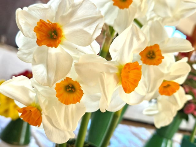 Daffodils