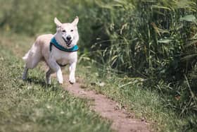 We’re on a mission to make Sussex the most dog-friendly county in the UK – here are some of the top places in Lewes which already welcome your four-legged friends.