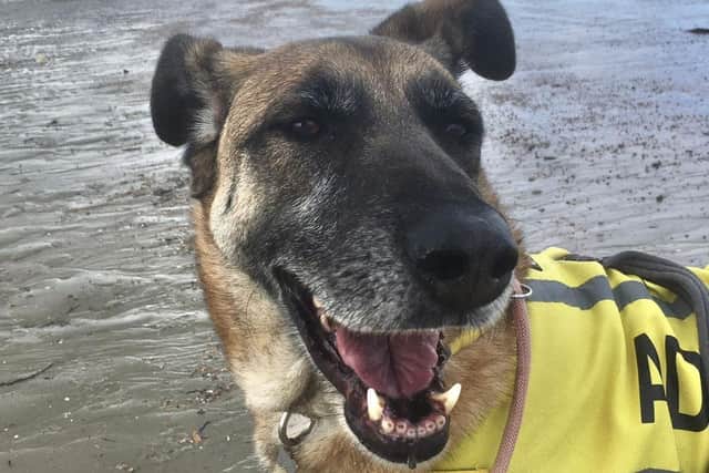 A ‘loving and affectionate’ rescue dog in Sussex has been unable to find a home for nearly two years as people visiting the kennels ‘just walk right by her’.