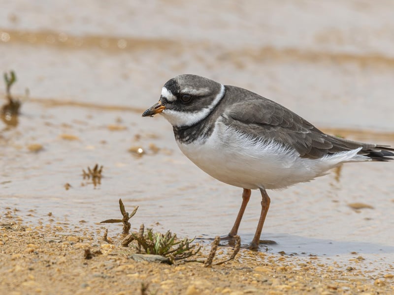 A Ringed plover. Photo: Philip Croft / RSPB / the Press Association