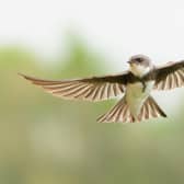 A sand martin at Arundel Wetland Centre this Spring.
