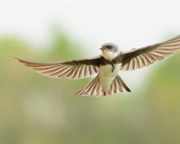 A sand martin at Arundel Wetland Centre this Spring.