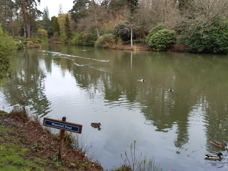 Leonardslee Gardens, in West Sussex, reopened in 2019 after a closure of 10 years. The magnificent Grade I listed garden was nearly lost forever and has been the subject of the largest garden restoration in England and possibly Europe.