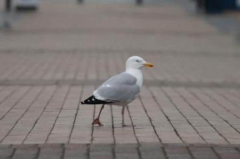 Are urban seagulls a problem? (Photo by DANIEL LEAL/AFP via Getty Images)