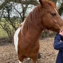 10 year old school girl enjoys an equine assisted therapy session
