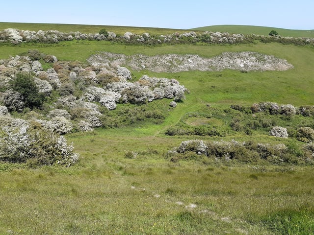 May Blossom in the South Downs National Park at Castle Hill Nature Reserve on June 5, 2023