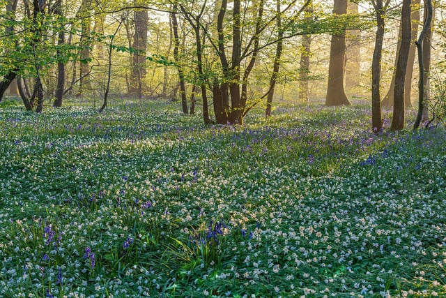 View of a woodland carpeted with Anemone nemorosa and Hyacinthoides non-scripta in Spring - April