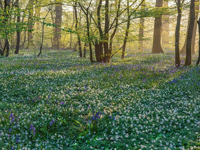 View of a woodland carpeted with Anemone nemorosa and Hyacinthoides non-scripta in Spring - April