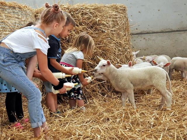 Your children can meet farm animals, climb and slide in the adventure playground, spark creativity at the sound station and explore giant vehicles in vehicle valley. Kids go free with a paying adult when you pre-book this half term.