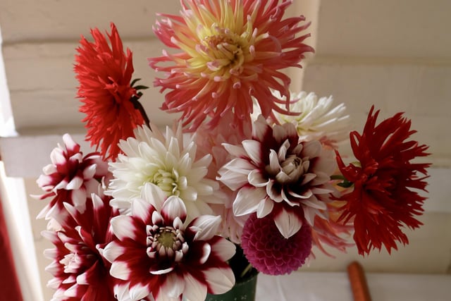 Ray Dumbleton's first prize winning mixed dahlias