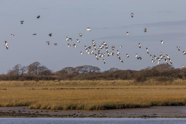 Our first Pagham Harbour walk is only just under a mile long so it's a nice and easy wander around the lovely Pagham Harbour Nature Reserve. This relaxing walk will give you a change to enjoy the great variety of birds and wildlife. Free but donations to support the work of the RSPB are welcome.