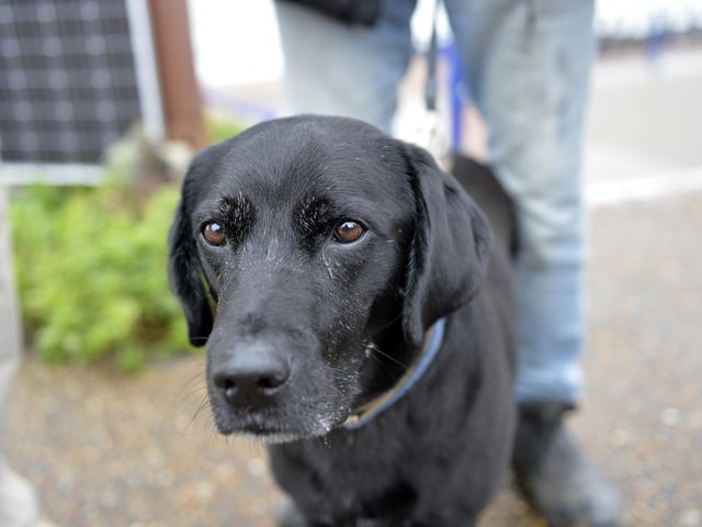 Dog Friendly Weekend (Photo by Jon Rigby)