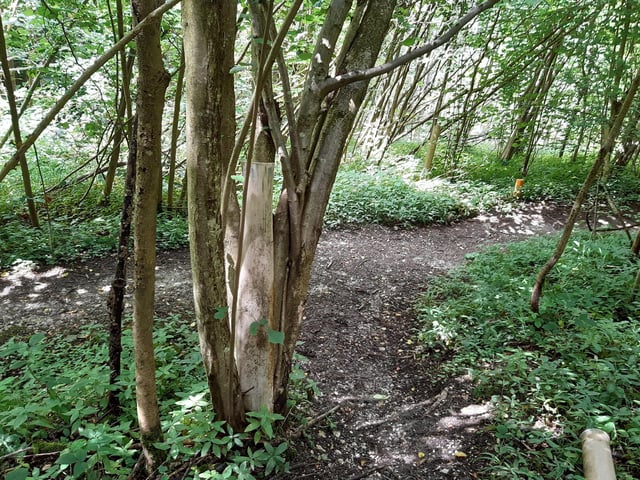Follow the path down a short way to this T-junction, then turn right