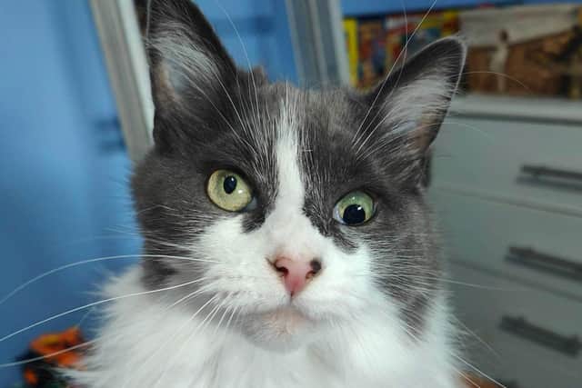 A special cat with a ‘quirky’ appearance is up for adoption at a Sussex animal rescue. Photo: Paws and Whiskers Sussex