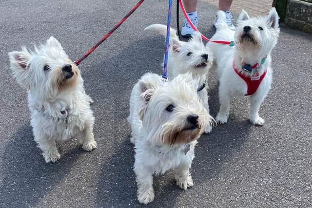 West Highland white terriers from all over the south at Littlehampton beach for the first organised Westie Walks in April 2022