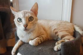 Meet Chica – an adorable Snow Lynx Bengal cat who is looking for a new home.