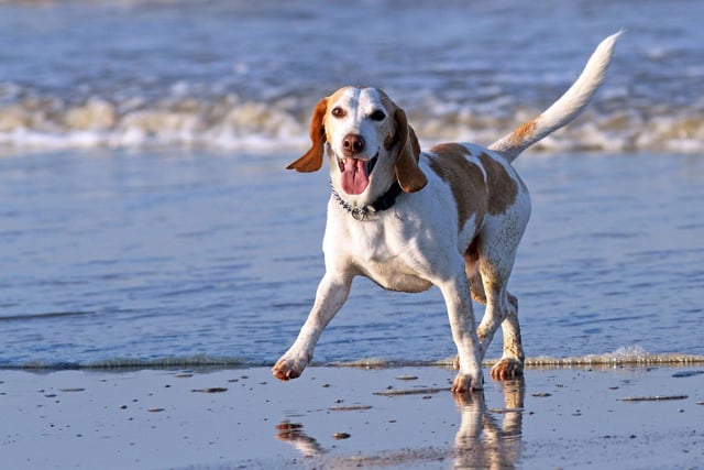 Ferring Beach is dog-friendly and allows our four-legged friends all year.