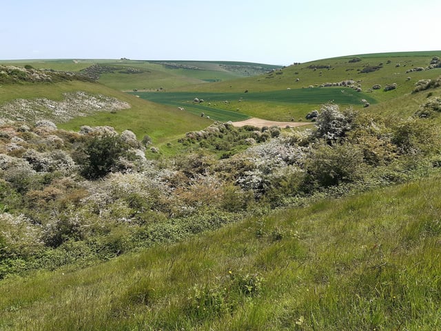 May Blossom in the South Downs National Park at Castle Hill Nature Reserve on June 5, 2023