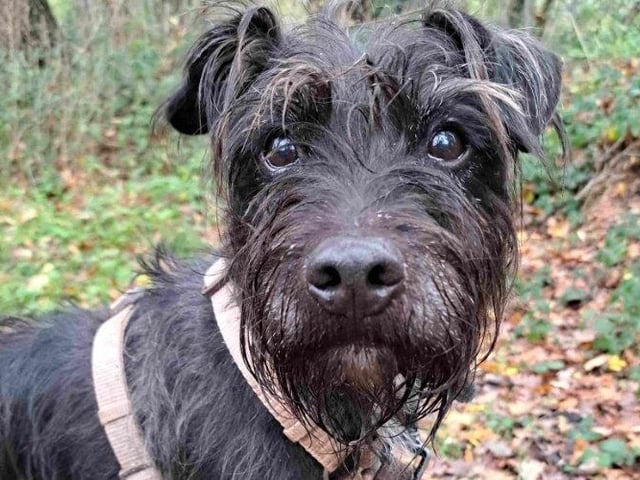 Toby is a beautiful, 'scruffy' Patterdale with the 'cutest, cheekiest smile' according to his dog walkers. He takes treats beautifully and loves a head rub. He can be reactive to other dogs outside but does settle with known dogs on a lead. He cannot live with children but would suit an owner who is experienced with terriers in a quiet home. They must also have a 'terrier-proof' garden. His walker said he would make a lovely friend to whoever is lucky enough to give him a home.