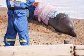 Rescue teams tried to save the injured northern bottle nose whale at Rustington beach