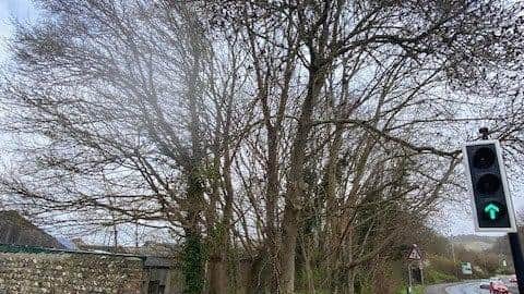 The developer is is planning to cut down most of the trees on the industrial estate and all the trees along the Phoenix Causeway.