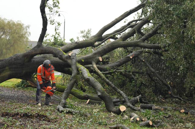 Both halves of the tree on Ringmer village green being removed on Monday, October 14, 2024