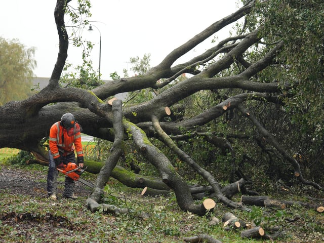 Both halves of the tree on Ringmer village green being removed on Monday, October 14, 2024