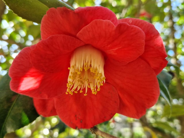 Spring blooms at Sheffield Park and Garden near Haywards Heath