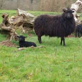 Hebridean Lambs on Ashdown Forest