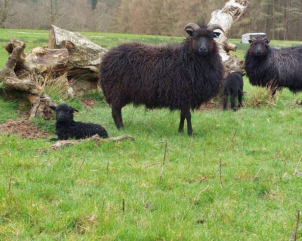 Hebridean Lambs on Ashdown Forest