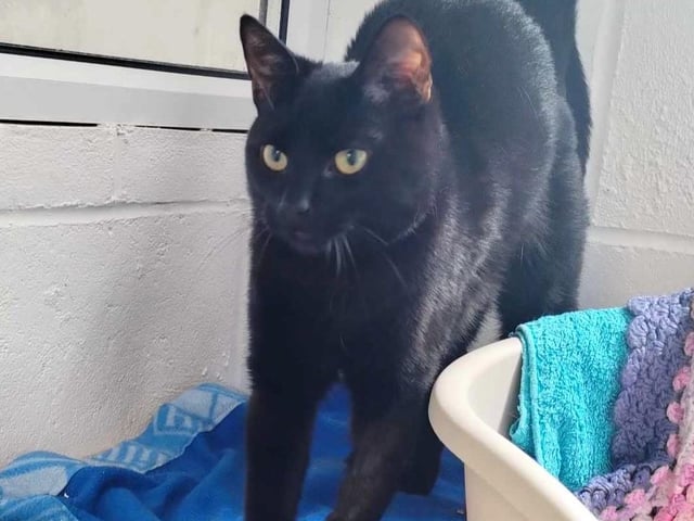 Two-year old Wesley arrived as an injured stray. He is a bit shy to start, but once he settles he is very friendly and loves attention. He can sometimes get over-excited with play and nibble and grab; but it’s not serious biting. Wesley would possibly be okay with another young cat, if introduced correctly, but he cannot live with dogs. He could be homed with children over the age of eight.