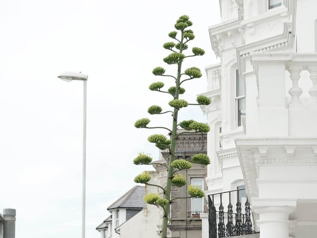 Like something out of the Triffids, this stunning agave is turning heads on Worthing seafront