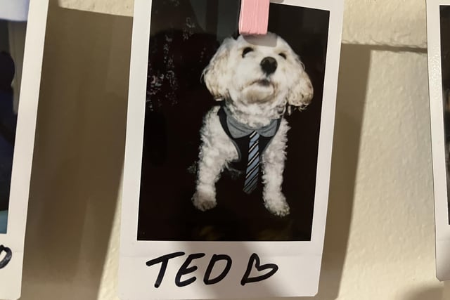 Ted by name and teddy-bear by looks
