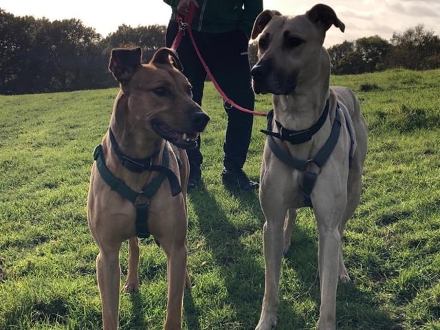 Brothers Scoobie and Yogi have been in the care of charity Rescue Remedies, near Horley, since October 2021, but sadly still have yet to find a home. Described by their foster carer as ‘lounging lurchers’, they are ‘experts at giving cuddles’ and seem to think they are lap dogs, despite their size. Scoobie and Yogi’s relationship is ‘so special’ and the two share a very strong bond – so they must be rehomed together. The rescue said Scoobie and Yogi are a ‘joyful, affectionate pair’ and meet new people with curiosity and calmness.