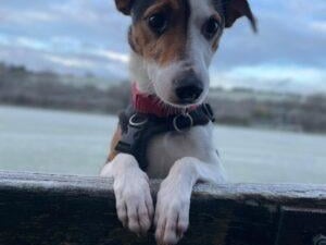 Finlay is a worried boy who does not seem to have had a lot of socialisation in the past. He takes a while to bond with new people, especially men so is ideally looking for a female owner. Once he trusts you he is a sweet, affectionate boy who enjoys attention and company. Finlay knows sit and beg on command and enjoys his walks. Unfortunately, probably due to his lack of socialisation, Finlay does not really like other dogs and would prefer to avoid them when out and about. He is also not suitable to live with cats or small animals. Finlay is looking for an experienced, terrier owner with the time and patience to help him settle in a new home. He can not live with children or have any visiting children and will need his own, secure garden.