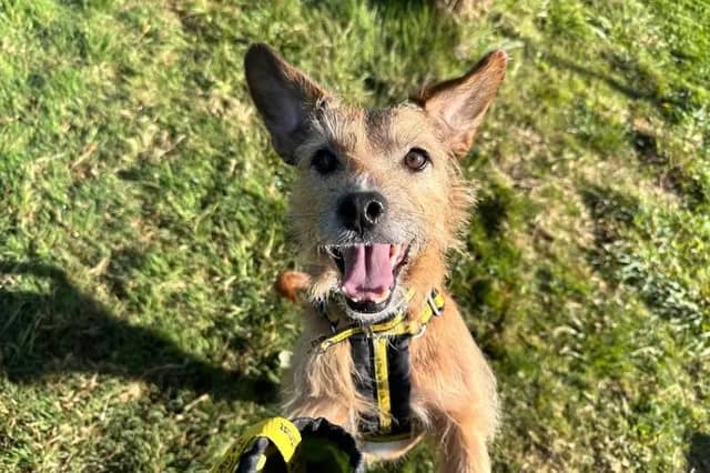 Archie is a playful Terrier cross with a charmingly cheeky character. Toys are one of his absolute favourite things of all and he loves to bound around with a toy in tow or play with his humans when engaging in a game of tug. He needs adopters who can offer him plenty of their time and who are willing to keep up with his training plans, including teaching him to comfortably wear a muzzle. He tends to lunge and bark when close to other dogs, but is happy if they are walking in the distance - so he has potential to build up his tolerance with training. Archie must be the only pet at home but can share his home with older secondary-school aged children. A secure garden of his own is a must so that he can have a good off-lead run about from time to time.
