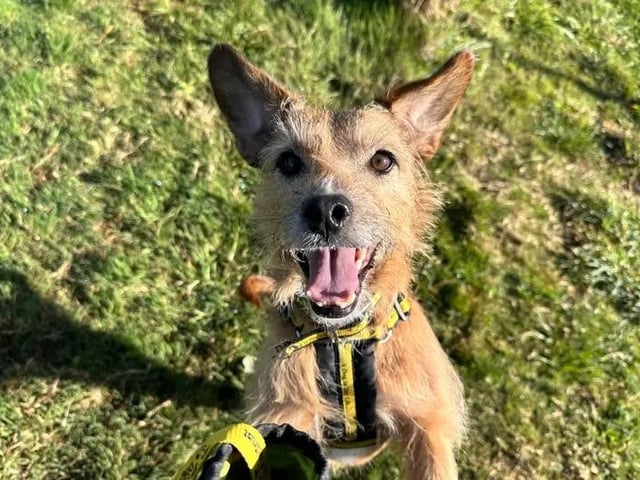 Archie is a playful Terrier cross with a charmingly cheeky character. Toys are one of his absolute favourite things of all and he loves to bound around with a toy in tow or play with his humans when engaging in a game of tug. He needs adopters who can offer him plenty of their time and who are willing to keep up with his training plans, including teaching him to comfortably wear a muzzle. He tends to lunge and bark when close to other dogs, but is happy if they are walking in the distance - so he has potential to build up his tolerance with training. Archie must be the only pet at home but can share his home with older secondary-school aged children. A secure garden of his own is a must so that he can have a good off-lead run about from time to time.