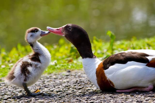 Mums can get free entry into Arundel Wetlands Centre this Sunday, to mark Mother's Day
