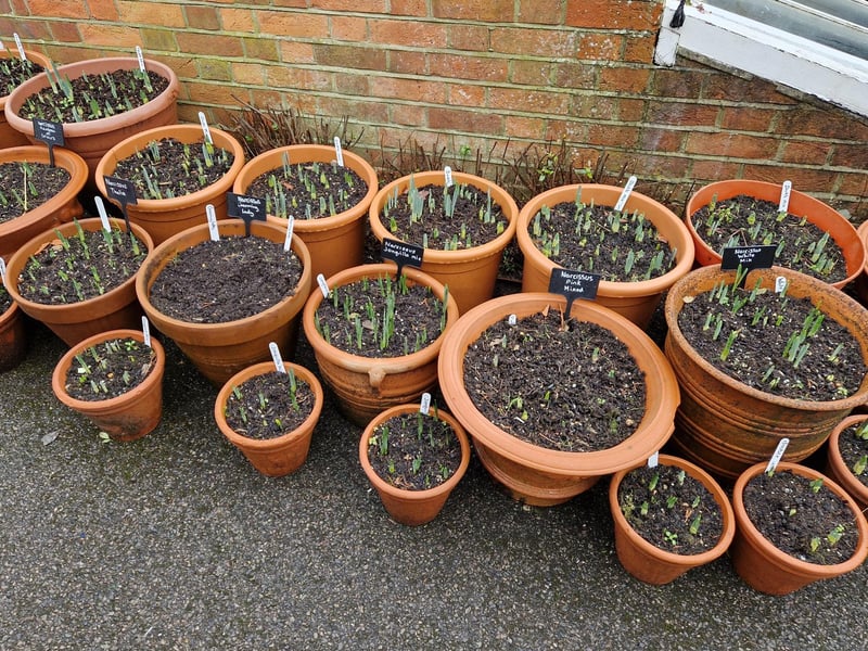 Narcissi displayed in heritage terracotta pots