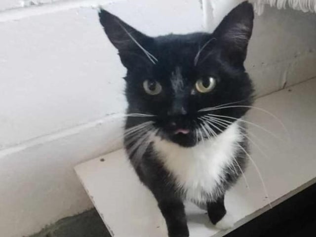 Another former stray, Conor is nine-years-old and arrived at WCWT with some injuries. Now fully recovered, he is ready for his forever home. Conor is a very sweet and confident cat, who loves attention and food! He could be homed with children over the age of six, as the only pet.