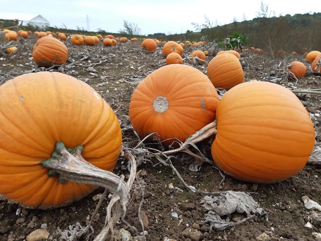 Pumpkins are ripe for the picking in Sompting