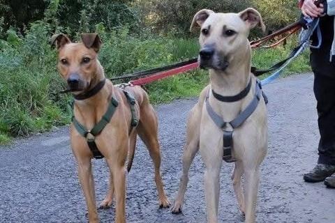 Scooby and Yogie have been waiting for homes since 2021. They are now older and a little slower but are still playful and active. The pair had regular foster carers for a long time and proved what gentle and respectful companions they are in the home. However, they are now sadly back in kennels. The charity thinks the lovely Lurchers are brothers and is looking for a shared home for the pair. They must be the only pets at home.