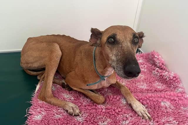 A dog whose ears had been ‘hacked off’ has been given a new lease of life by a Sussex animal rescue.