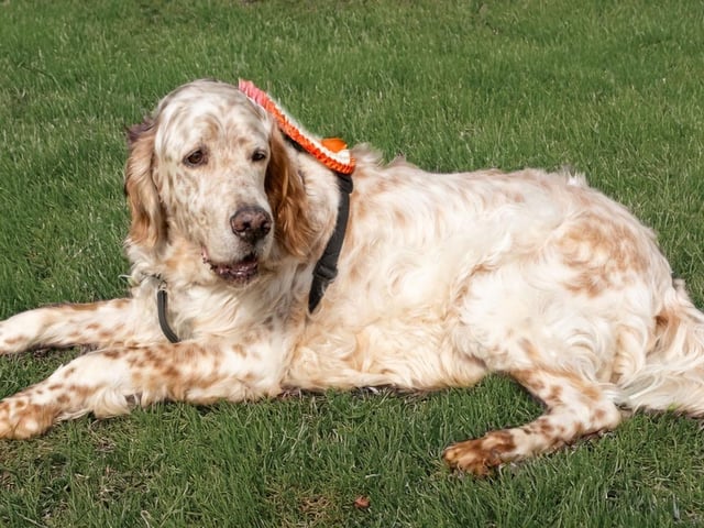 This year saw the welcome return of the fun dog show, back for the first time in several years